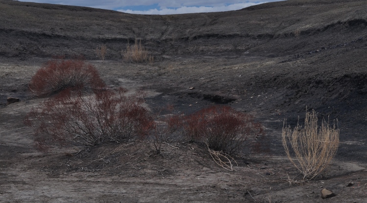 bisti wilderness